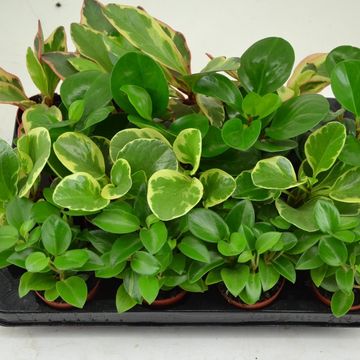 Peperomia MIX