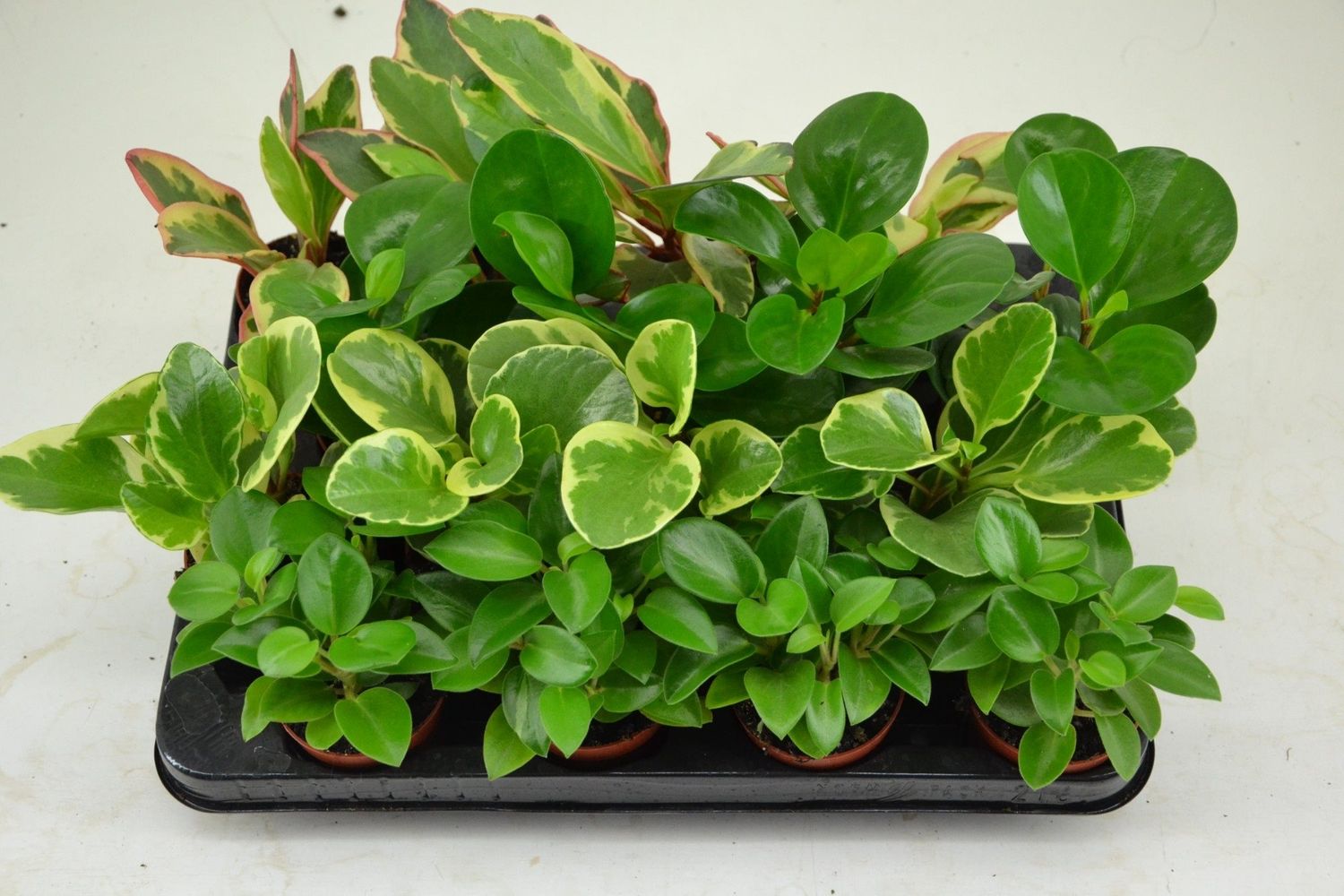 peperomia-mix-plant-wholesale-floraccess