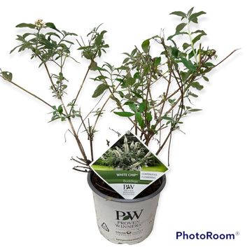 Buddleja WHITE CHIP