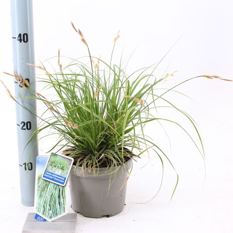 Carex oshimensis EVERCOLOR EVERCREAM