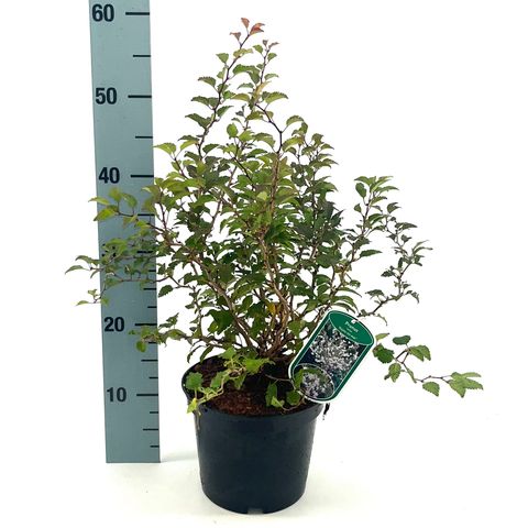 Prunus incisa 'Kojou-no-mai'