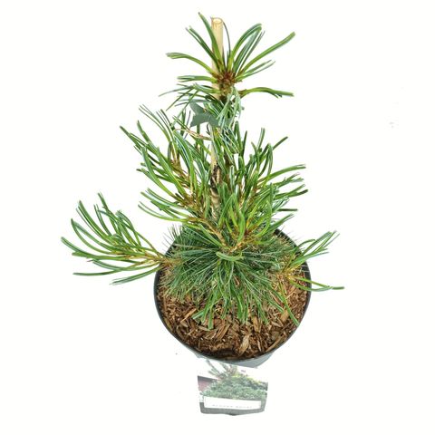 Pinus parviflora 'Blauer Engel'