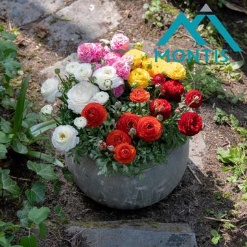 Ranunculus asiaticus 'Sprinkles Red'