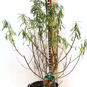 Hippophae rhamnoides