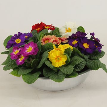 Primula MIX IN POT