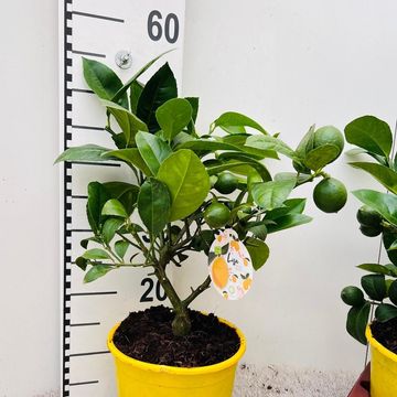 Citrus x meyeri 'Meyer'