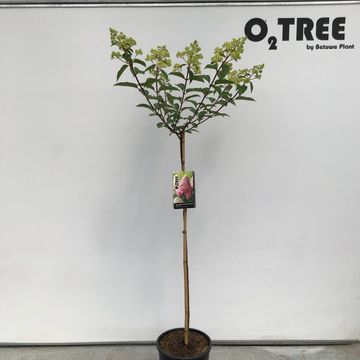 Hydrangea paniculata VANILLE FRAISE