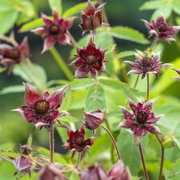 Potentilla palustris