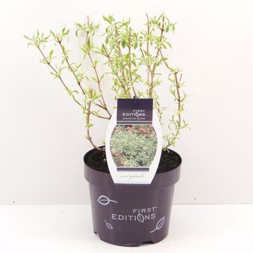 Diervilla sessilifolia COOL SPLASH