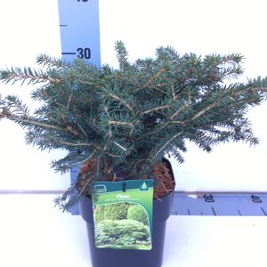 Picea abies 'Nidiformis' (Koekoek Potcultures, de)