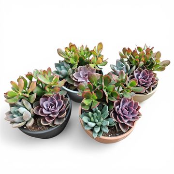 Arranjo Succulents
