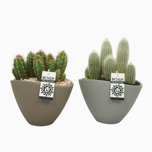 Arrangemang Cactus