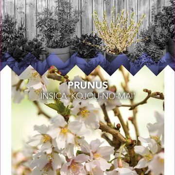 Prunus incisa 'Койоу-ноу-май'