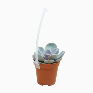Echeveria 'Perle von Nürnberg'