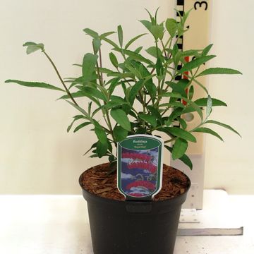 Buddleja davidii 'Royal Red'