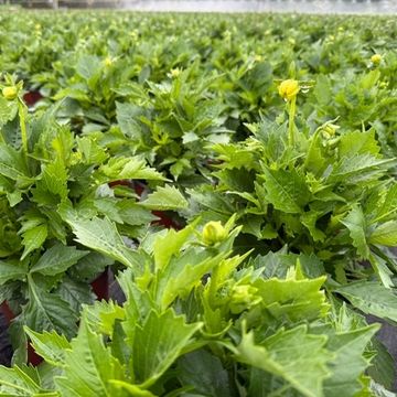 Dahlia DALINA MIX