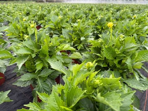 Dahlia DALINA MIX