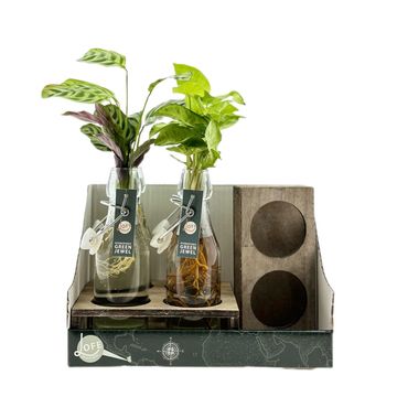 Arrangement Houseplants