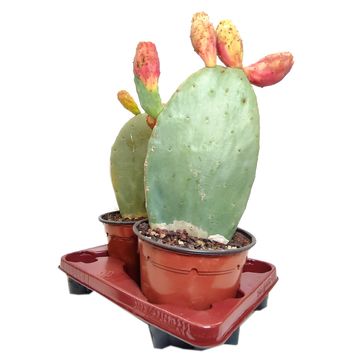 Opuntia ficus-indica