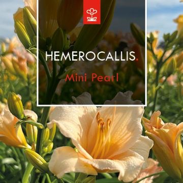 Hemerocallis 'Mini Pearl'