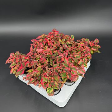Houttuynia cordata