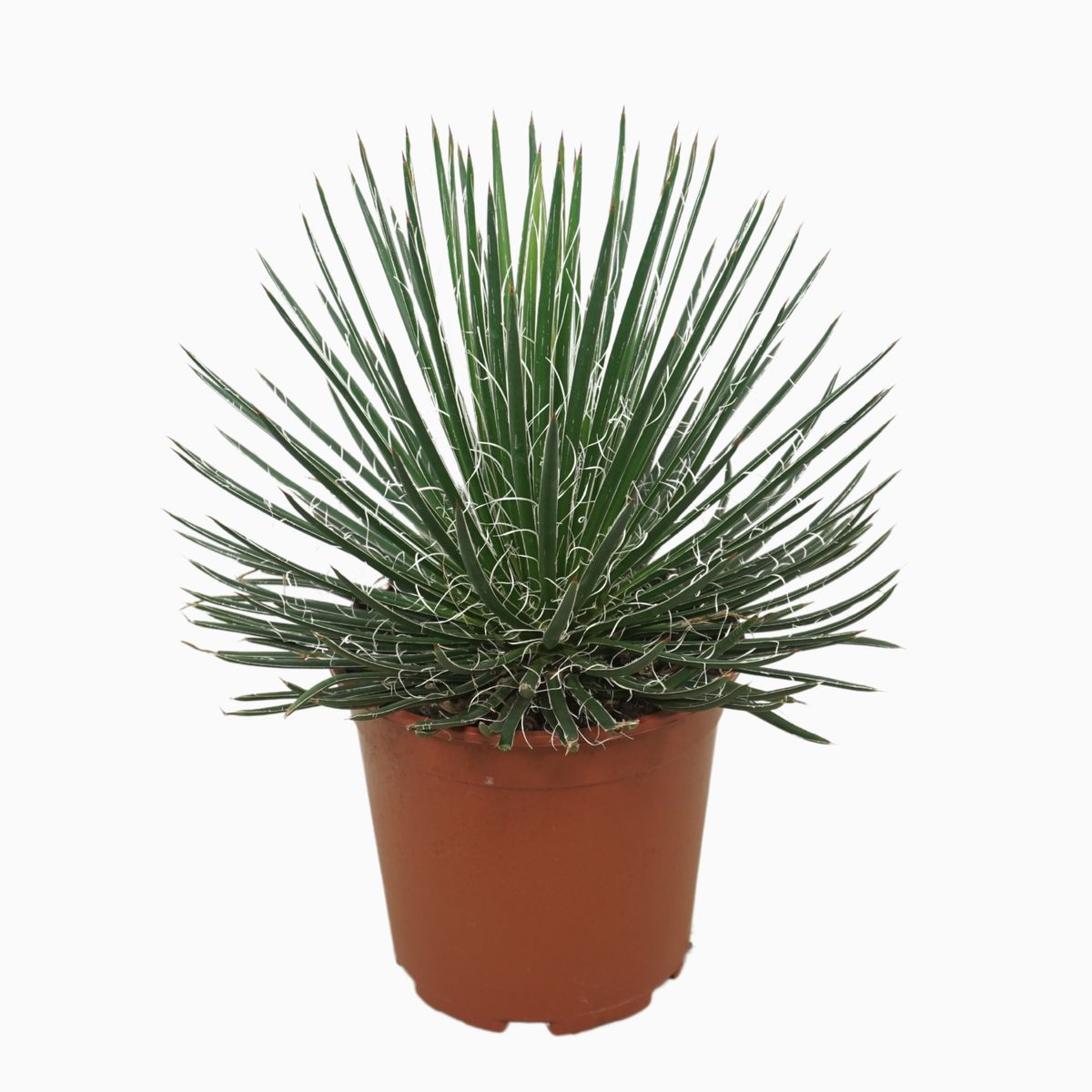 Agave geminiflora  Pflanzengrohandel FlorAccess