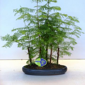 Metasequoia glyptostroboides