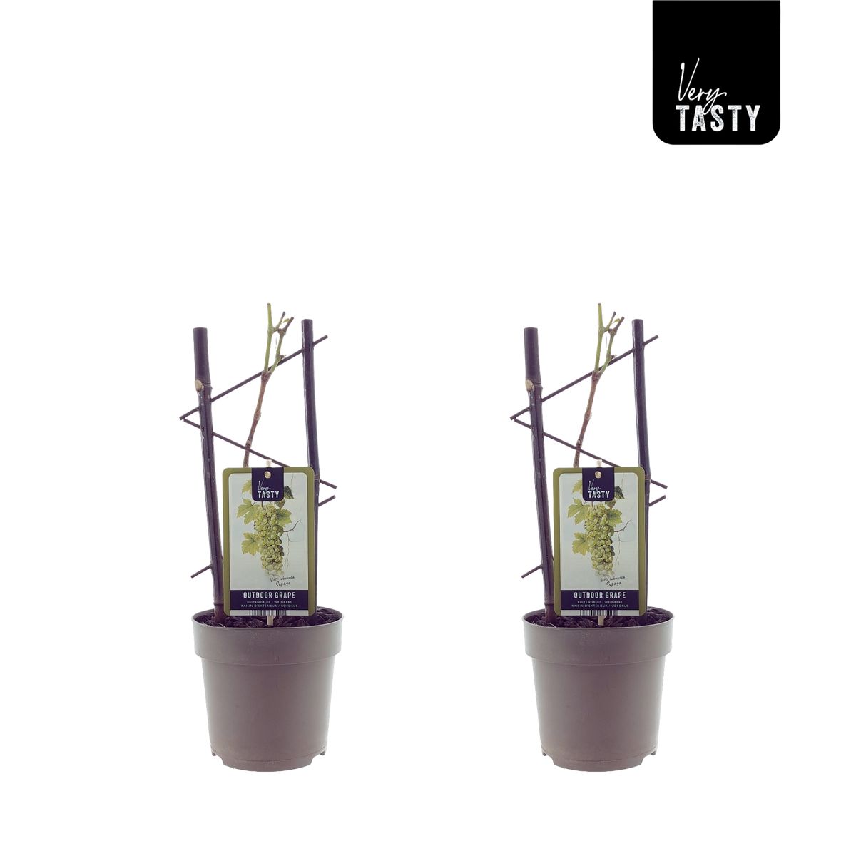 Vitis 'Supaga' — Plant Wholesale FlorAccess