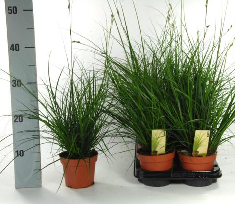 Carex brunnea