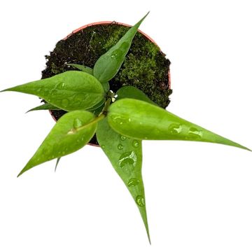 Hoya polyneura Vietnam