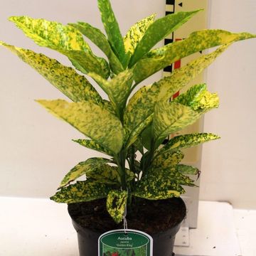 Aucuba japonica 'Golden King'