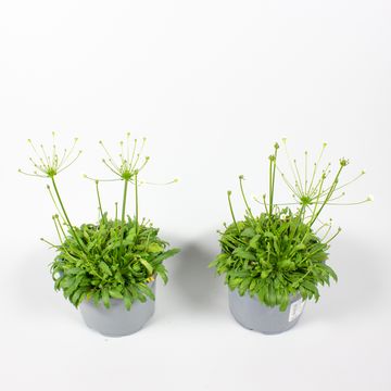 Androsace septentrionalis