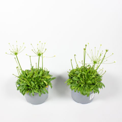 Androsace septentrionalis