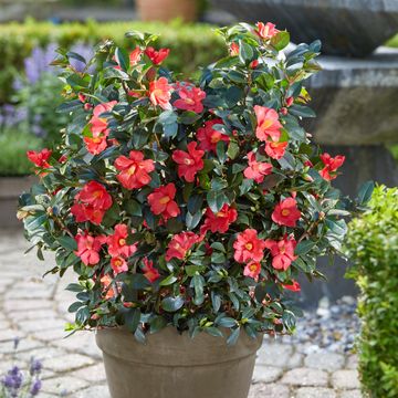 Camellia 1001 SUMMER NIGHTS