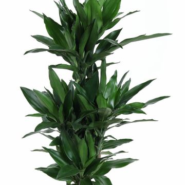 Dracaena fragrans 'Janet Lind'