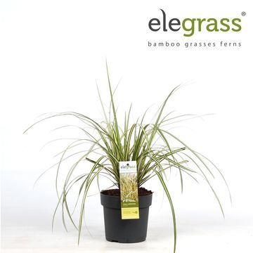 Carex oshimensis 'Evergold'