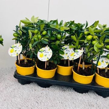 x Citrofortunella floridana 'Eustis'