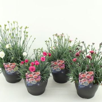 Dianthus GARDEN PINKS MIX