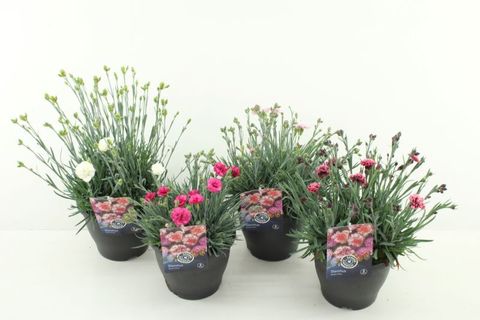 Dianthus GARDEN PINKS MIX