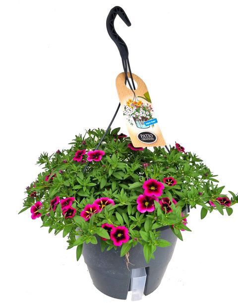 Calibrachoa CABARET GOOD NIGHT KISS