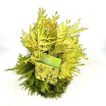 Thuja plicata '4ever'