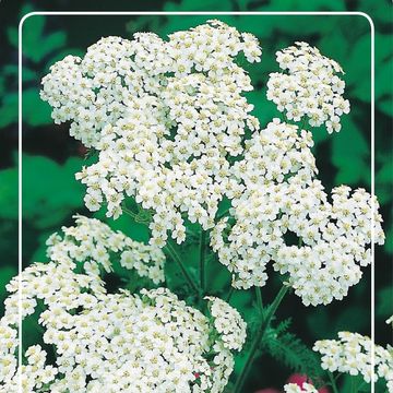 Achillea millefolium 'White Beauty'