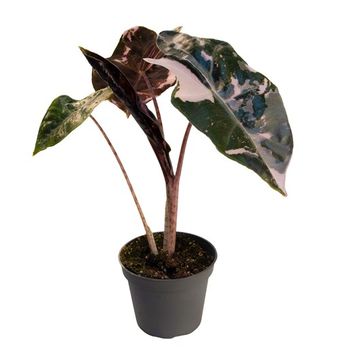 Alocasia sanderiana 'Nobilis Pink Variegata'