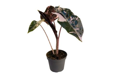 Alocasia sanderiana 'Nobilis Pink Variegata'