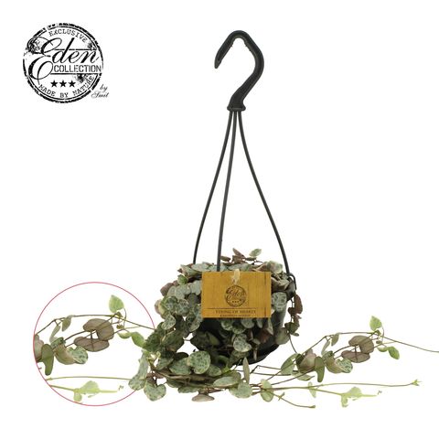 Ceropegia woodii 'Variegata'