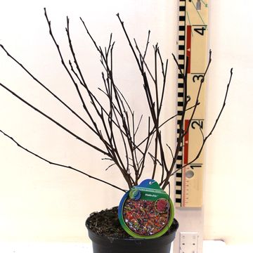 Physocarpus opulifolius DIABLE D'OR