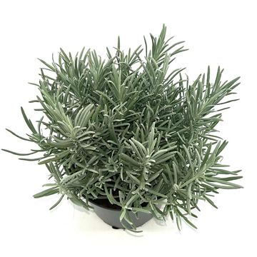 Lavandula x intermedia PHENOMENAL