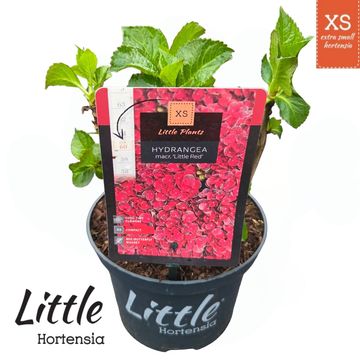 Hydrangea macrophylla LITTLE XS RED