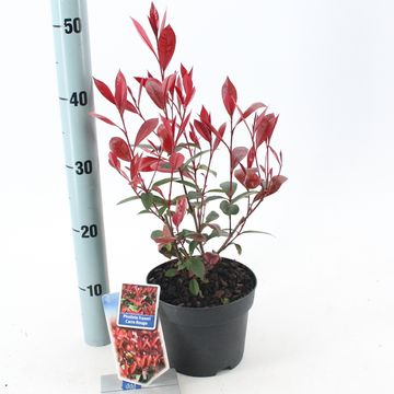 Photinia x fraseri CARRÉ ROUGE