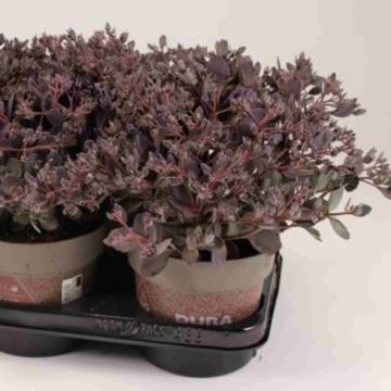 Sedum cauticola 'Red Canyon'